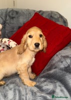 Cocker Spaniel dogs - Advert 4