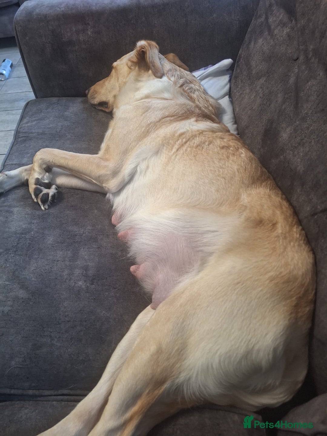 Mixed Breed dogs for sale: lab x collie springer  - Advert 1