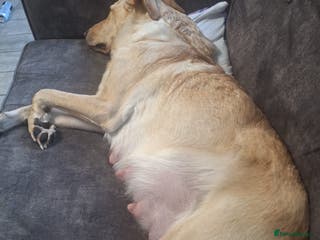 Mixed Breed dogs lab x collie springer - Advert 2