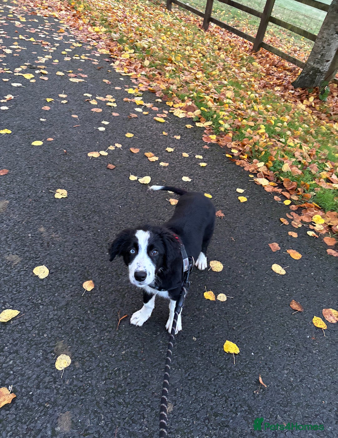 Border Collie dogs for sale: Beautiful Border Collie Puppies - 1 Boy Left - Advert 7