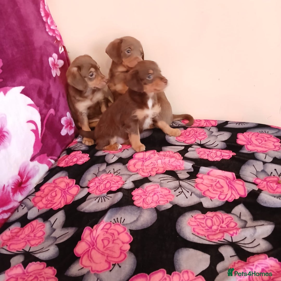Doxiepoo dogs for sale:  Beautiful doxipoos - Image 2