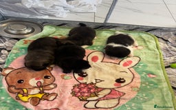 Akita dogs for sale: Bear face American akita puppy for sale  - Image 1