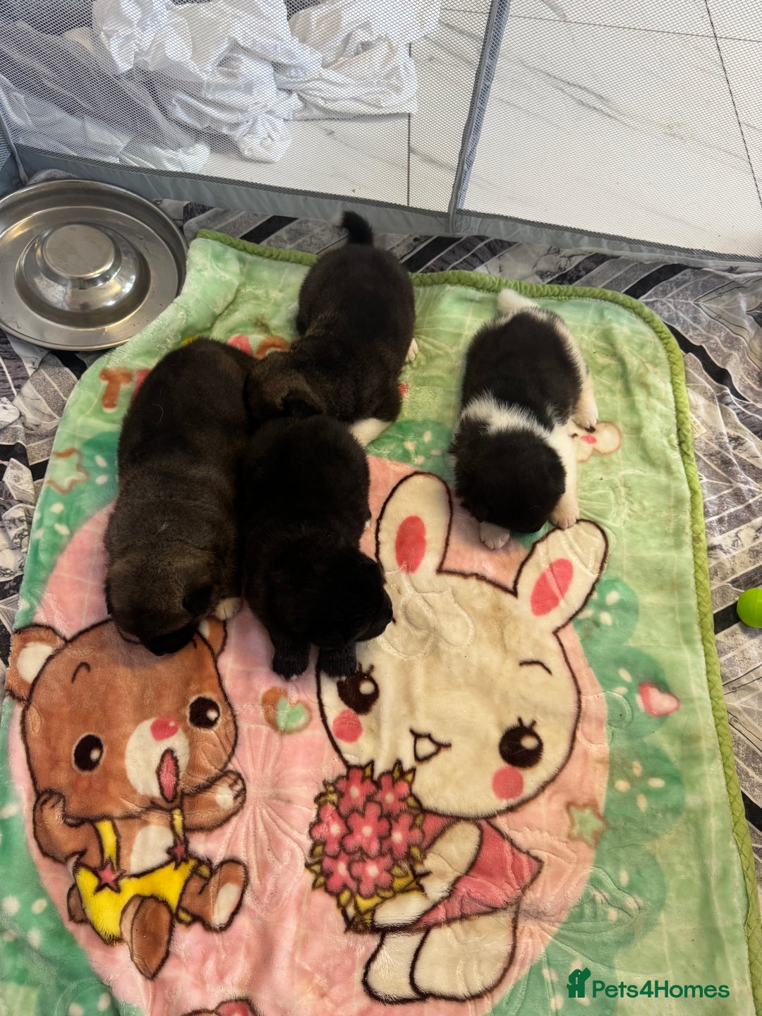 Akita dogs for sale: Bear face American akita puppy for sale  - Image 1