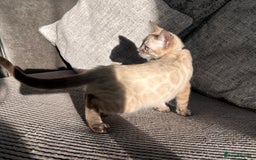 Bengal cats for sale: Stunning full pedigree bengal kittens  - Image 22