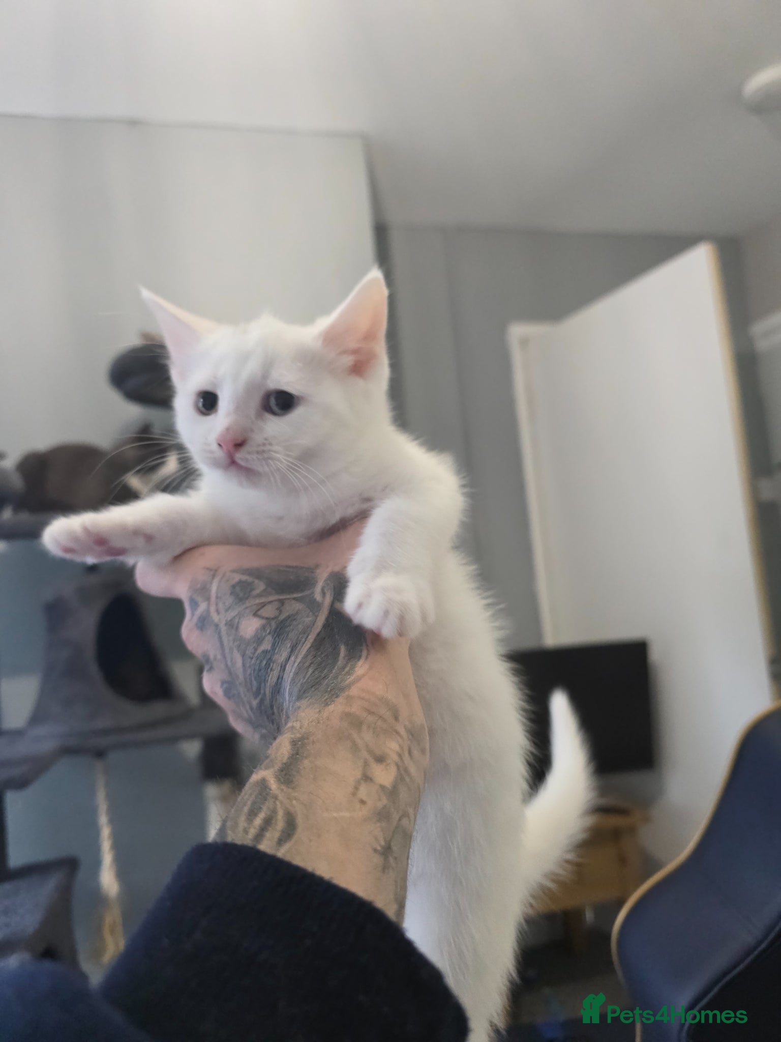 Turkish Angora cats for sale: Turkish angora cross  - Advert 8