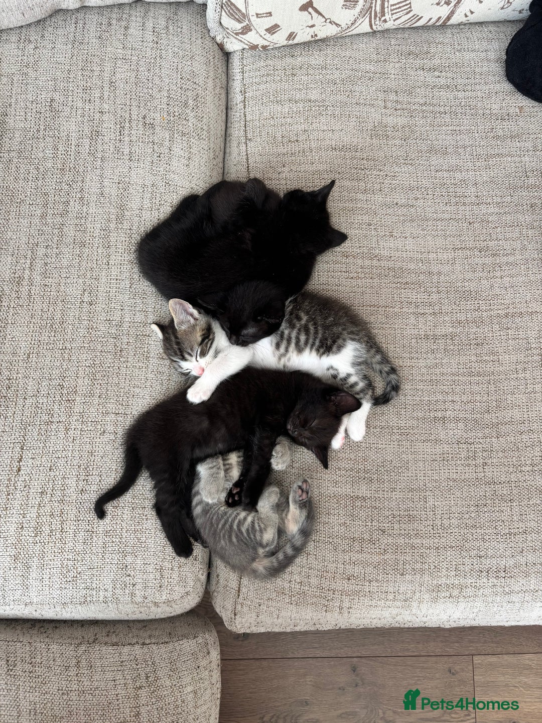 Mixed Breed cats for sale: 1/2 Ragdoll kittens - Image 16