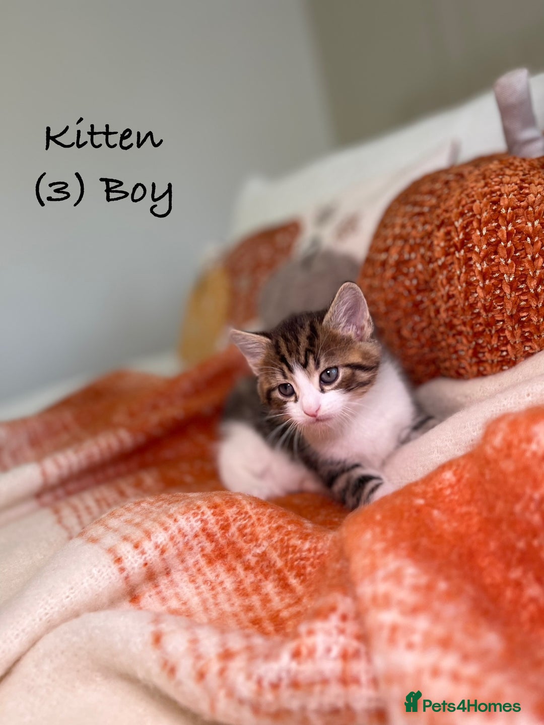 Mixed Breed cats for sale: Stunning kittens 8 weeks old ready now  - Image 11