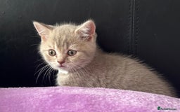 British Shorthair cats for sale: Gorgeous British Shorthair Kittens  - Image 18
