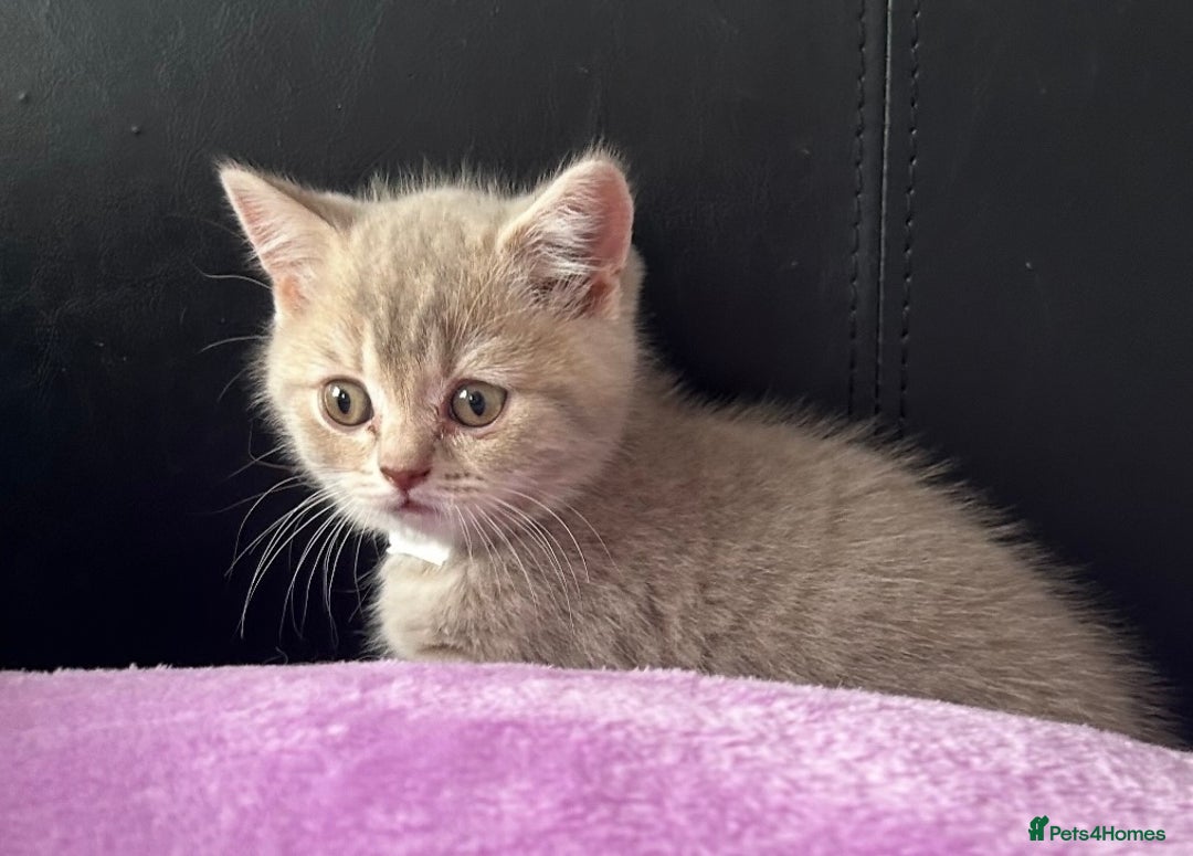 British Shorthair cats for sale: Gorgeous British Shorthair Kittens  - Image 18