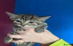 British Shorthair cats for sale: Kitten  - Image 4