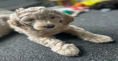 Cavapoo dogs - Advert 2