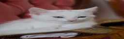 Mixed Breed cats for sale: Four Beautiful Kittens for sales  - Advert 16