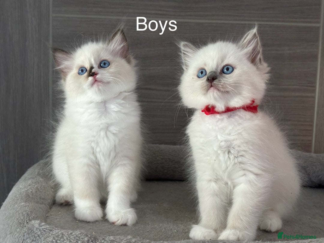 Ragdoll cats for sale: Attention🎈Rare Kitten  - Image 7