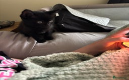 British Shorthair cats for sale: BSH kittens black ready now  - Image 4