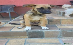 Mixed Breed dogs for adoption: CADBURY 5 months M playful/loves dogs, kids, cats! - Image 10