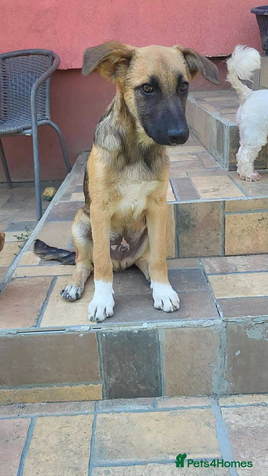Mixed Breed dogs for adoption: CADBURY 5 months M playful/loves dogs, kids, cats! - Image 10