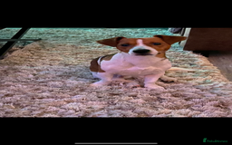 Jack Russell dogs for stud: A beautiful good natured boy - Image 9