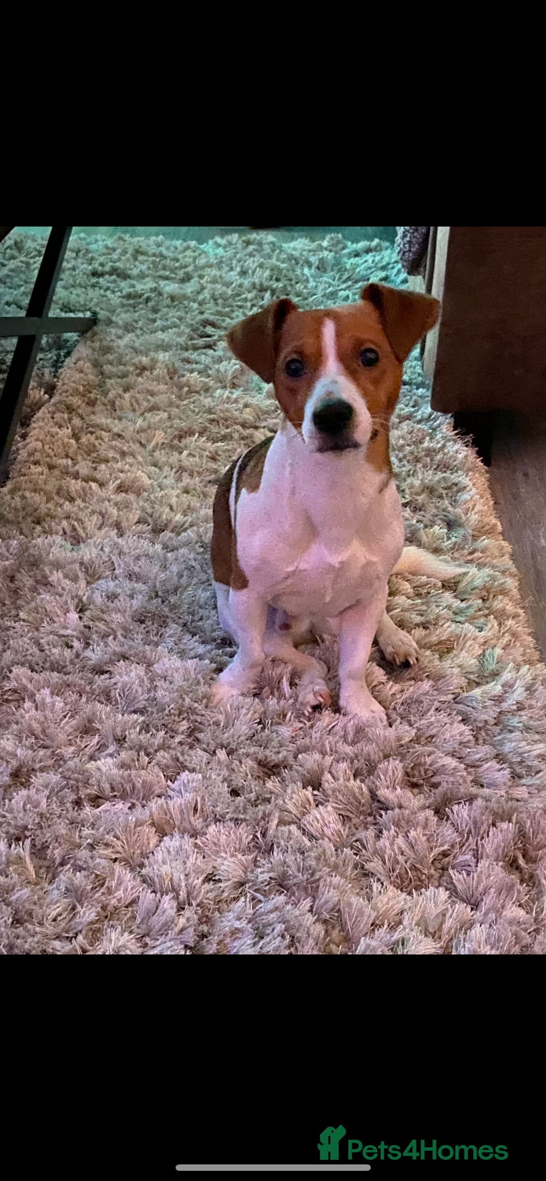 Jack Russell dogs for stud: A beautiful good natured boy - Image 9