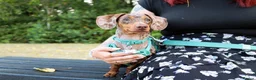 Dachshund dogs for sale: Male neutered dachshund  in Lee-on-the-Solent - Advert 14