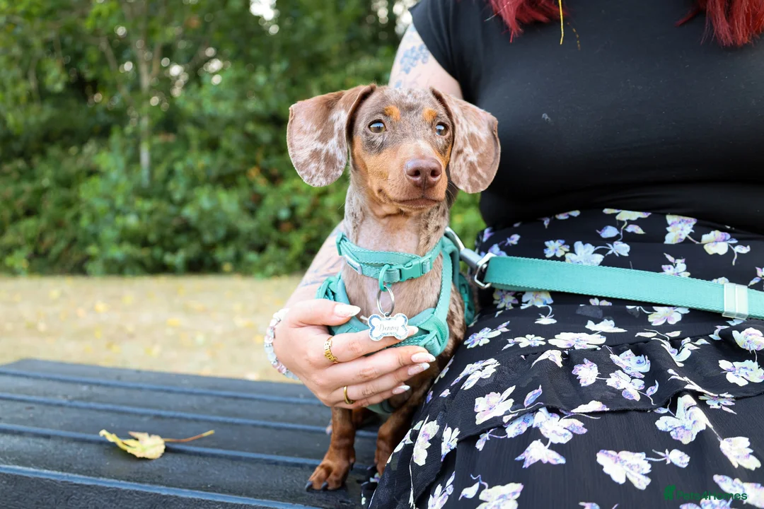Dachshund dogs for sale: Male neutered dachshund  in Lee-on-the-Solent - Advert 14