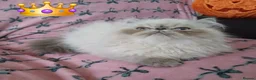 Exotic cats for sale: EXCEPTIONAL PERSIAN EXOTIC KITTENS  - Advert 30