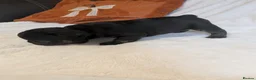 French Bulldog dogs for sale: FRENCH BULLDOG PUPS LOOKING FOR FOREVER HOMES 🐾 - Advert 16