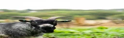 Goats livestock for sale: 2 Intact Pygmy Billy Goats For Sale - Advert 5