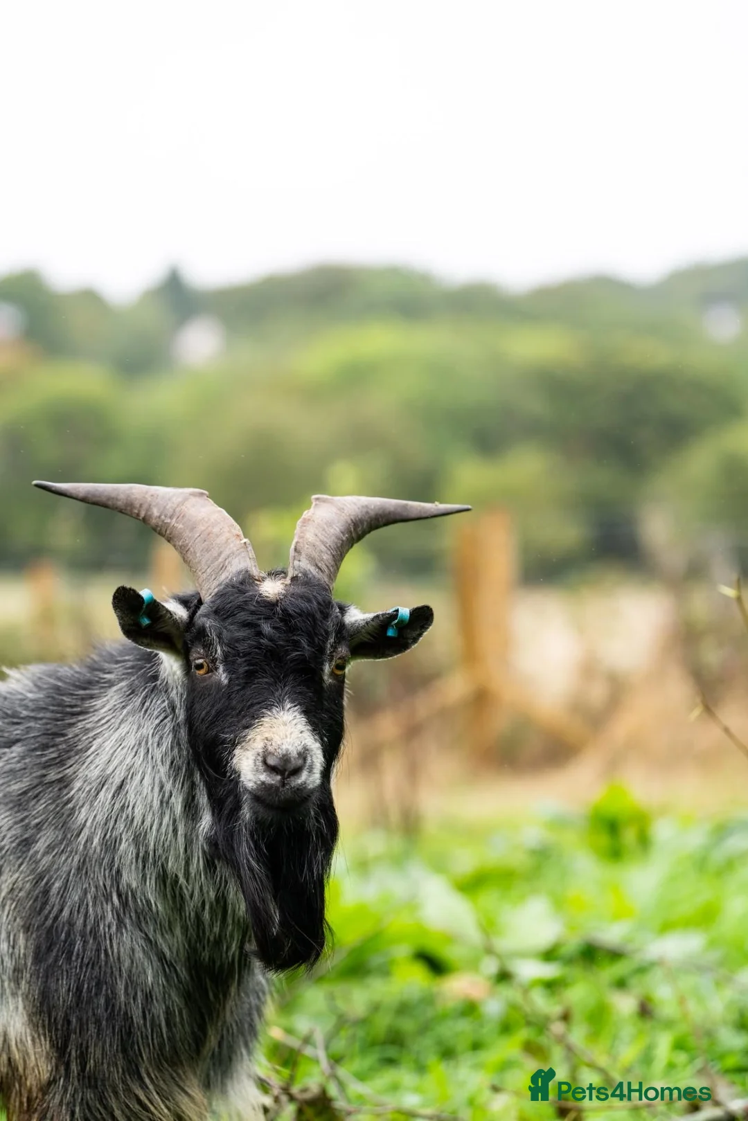 Goats livestock for sale: 2 Intact Pygmy Billy Goats For Sale - Advert 5