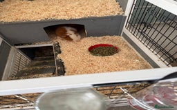 Guinea Pig rodents for sale: Four female guinea pigs and hutch for sale - Image 7