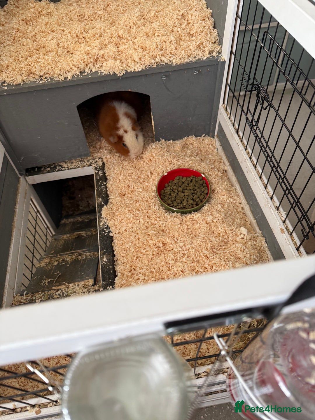 Guinea Pig rodents for sale: Four female guinea pigs and hutch for sale - Image 7