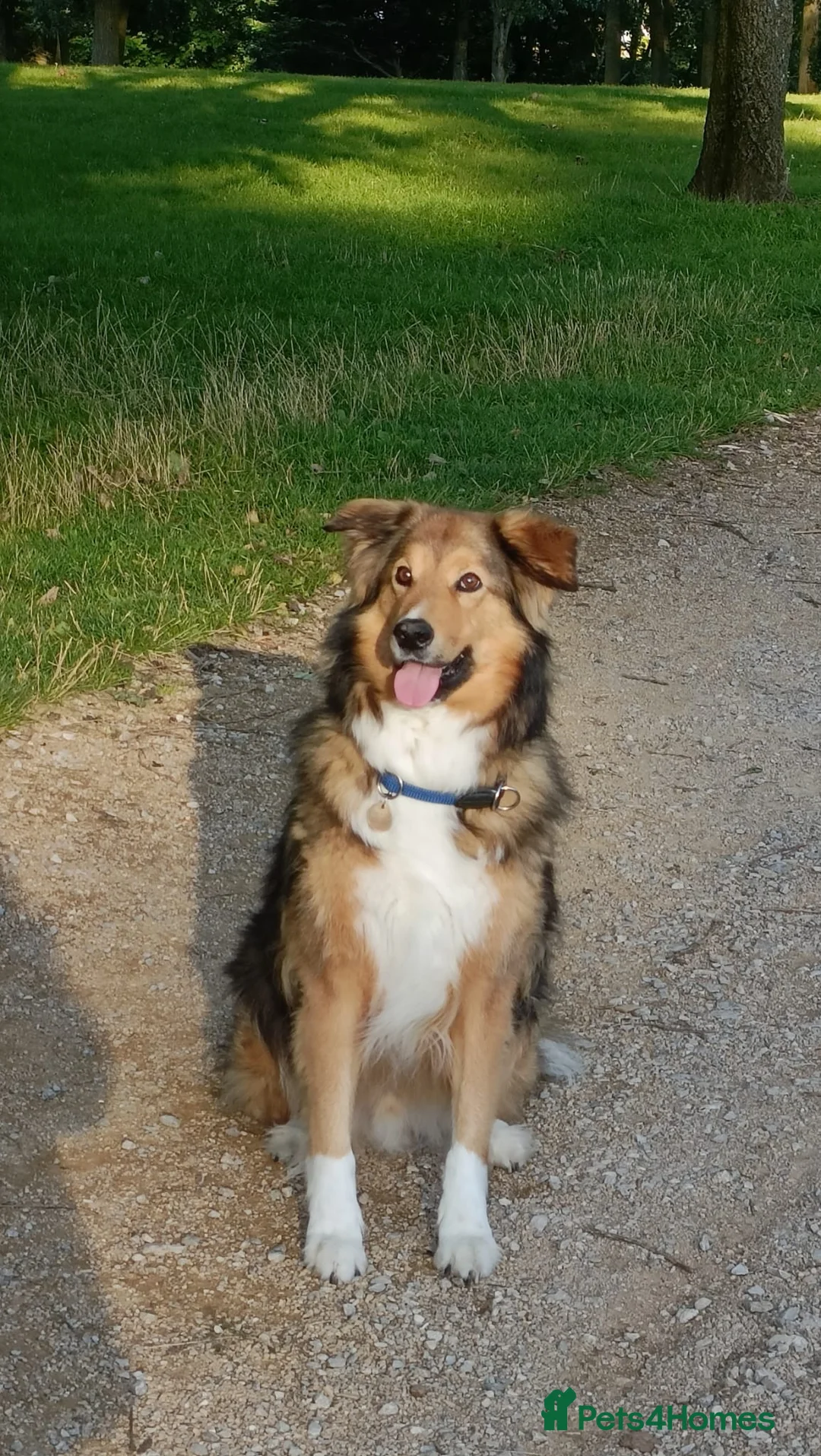 Mixed Breed dogs for sale: Beautiful Rough collie cross - Advert 5