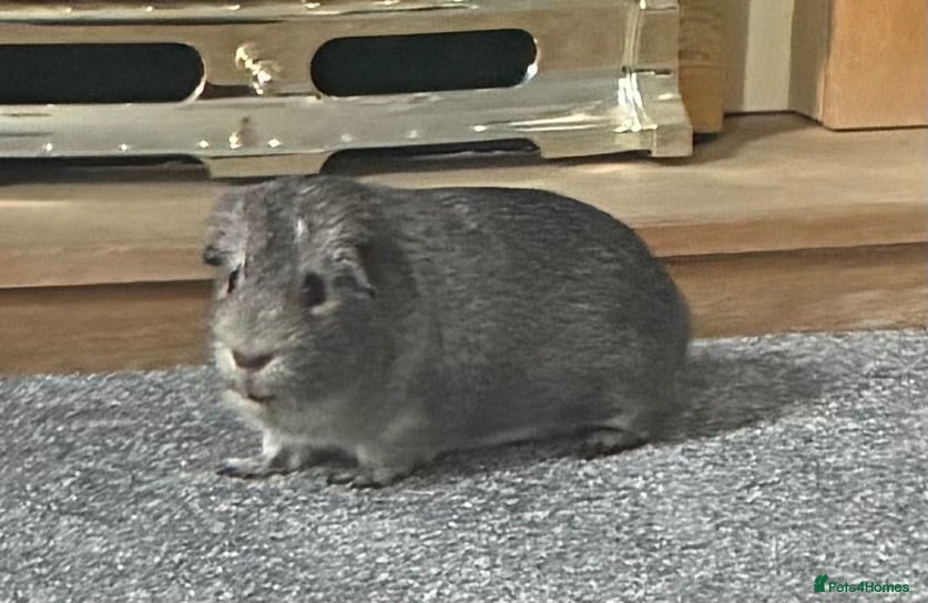 Guinea Pig rodents Meet Dior 🐹❤️ - Advert 7