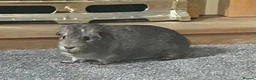 Guinea Pig rodents for sale: Meet Dior 🐹❤️ in Coventry - Advert 1