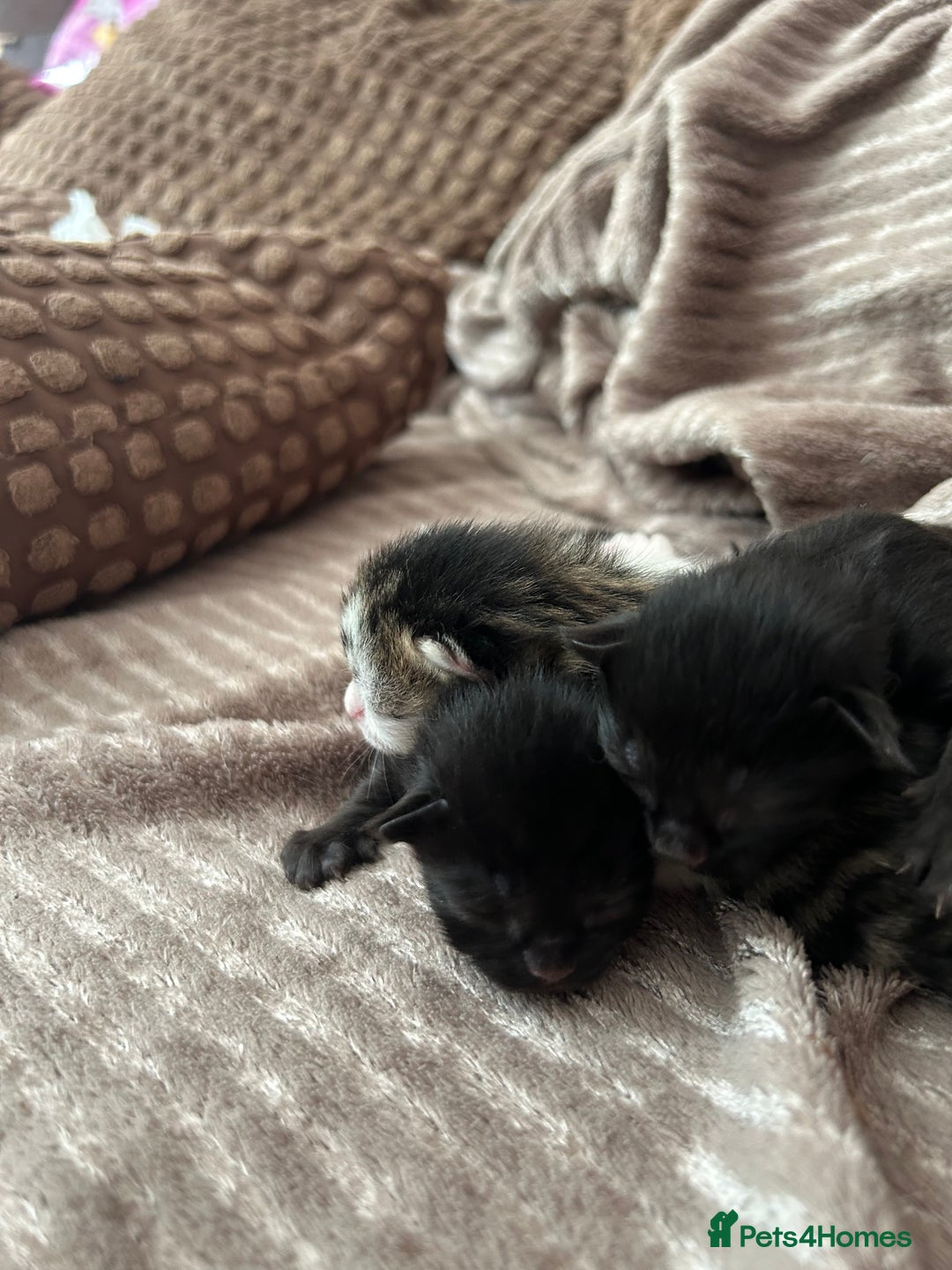 Mixed Breed cats for sale: Kitten for sale  - Image 2