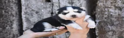 Pomsky dogs for sale: Genuine Celtic Star F3 Pomskies Available  - Advert 19
