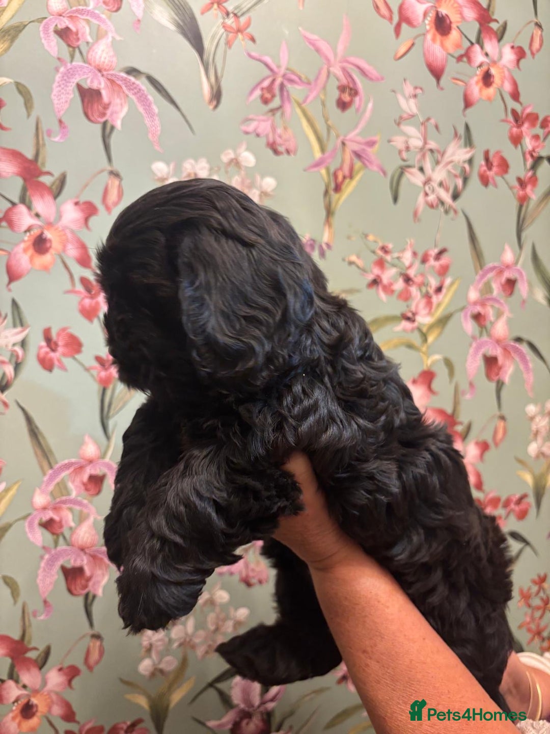 Mixed Breed dogs for sale: Gorgeous Shihtzu x show cocker spaniel boy - Image 4