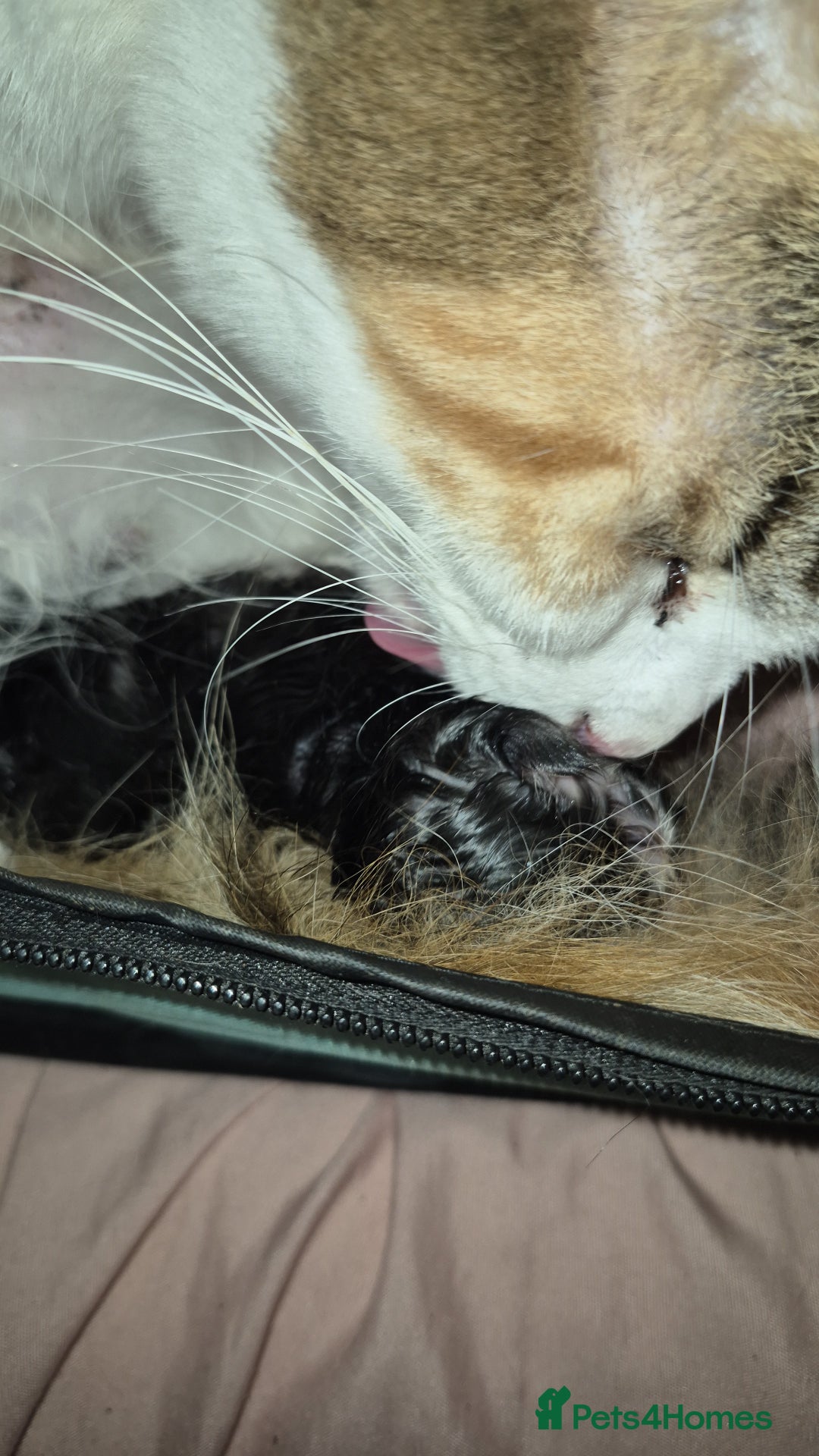 Maine Coon cats for sale: Last little Maine Coon Floof - Advert 4