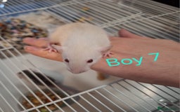 Rat rodents for sale: Baby Dumbo Rats  - Advert 7