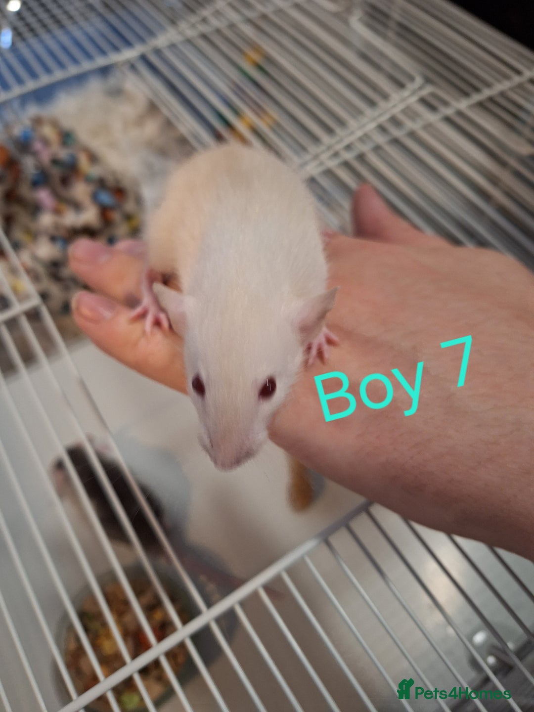 Rat rodents for sale: Baby Dumbo Rats  - Advert 7