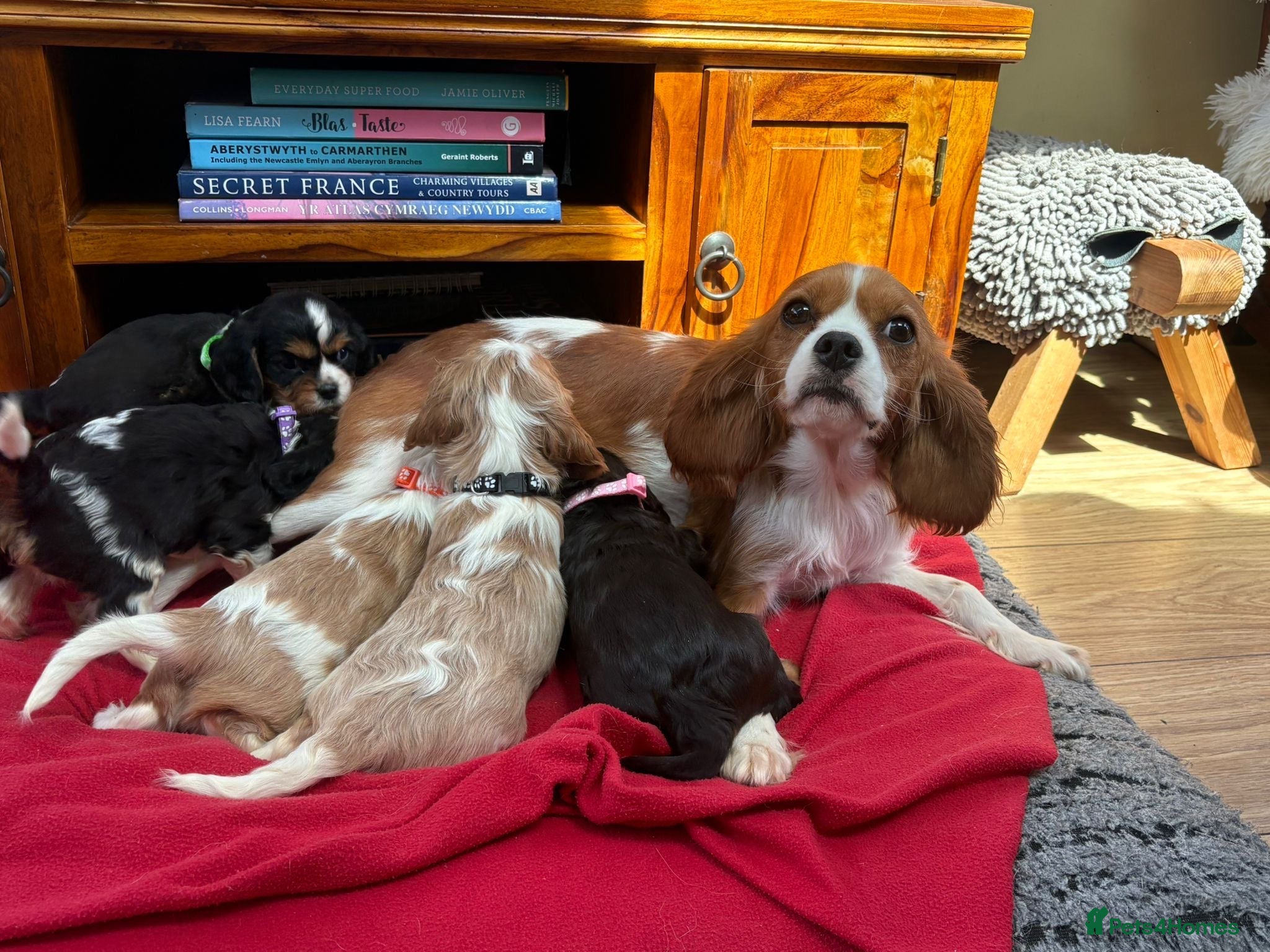 Cavalier King Charles Spaniel dogs Stunning Cavalier King Charles Puppies - Advert 2