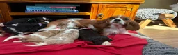 Cavalier King Charles Spaniel dogs for sale: Stunning Cavalier King Charles Puppies in Pencader - Advert 2