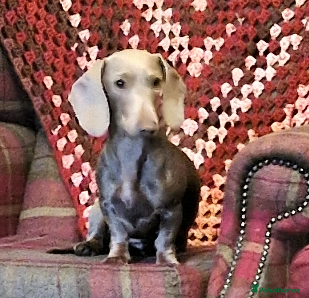 Miniature Dachshund dogs for sale: Loving girl Meredith needs a forever bed. - Advert 3