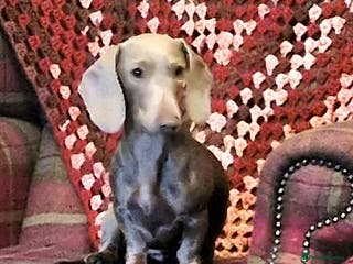 Miniature Dachshund dogs Loving girl Meredith needs a forever bed. - Advert 7