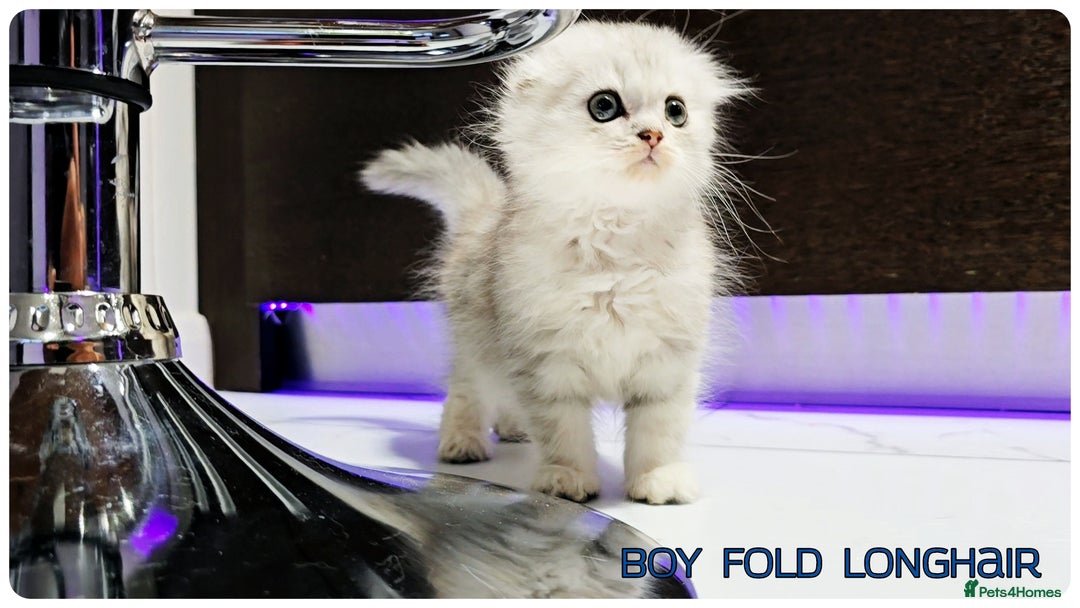 Scottish Fold cats for sale: Scottish Fold Kittens ( Delivery  available) - Image 4