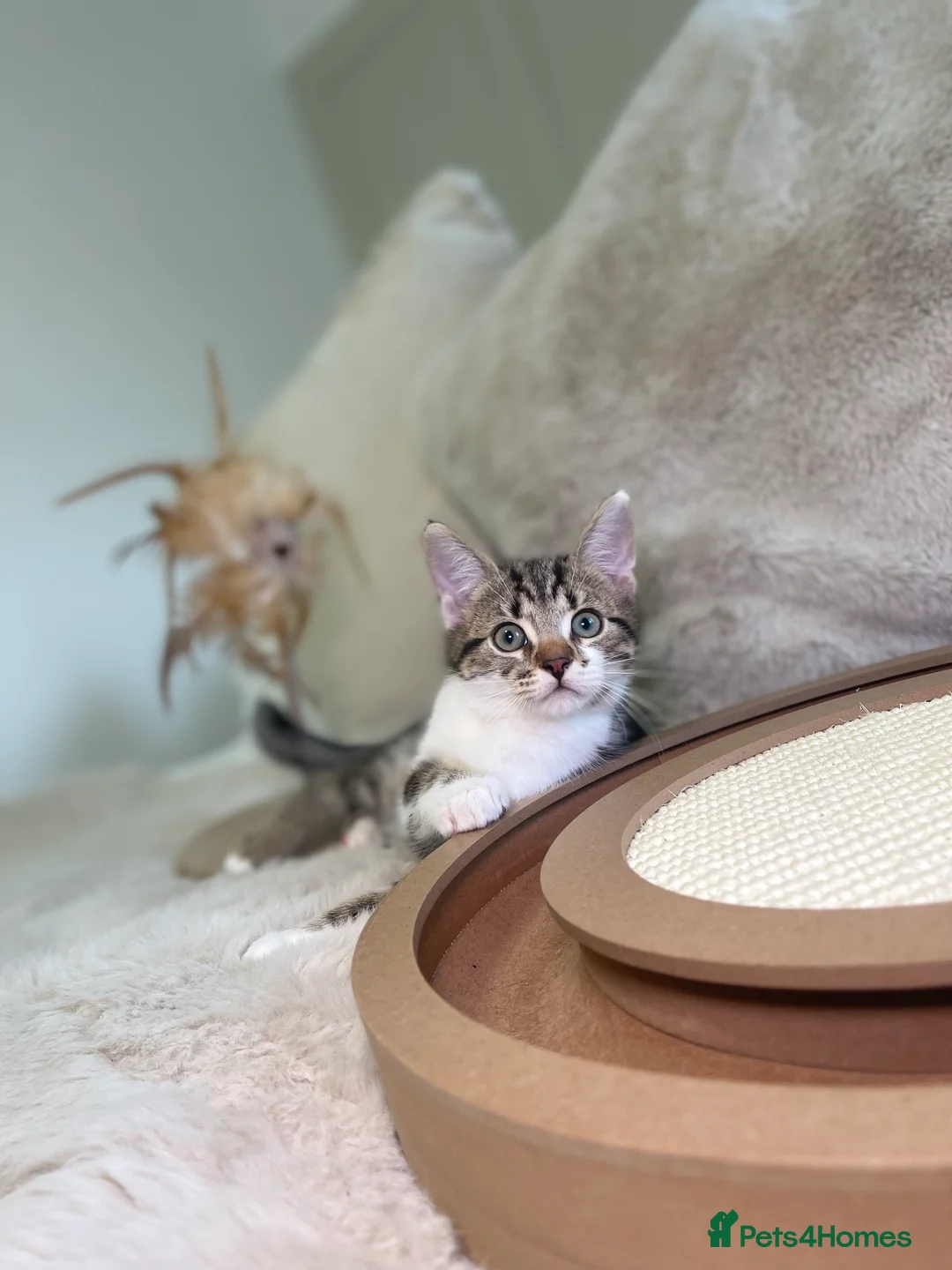 Mixed Breed cats for sale: Stunning kittens 8 weeks old ready now  - Advert 9