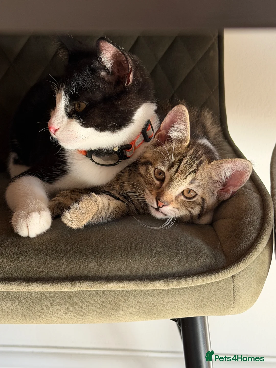 Mixed Breed cats for sale: Tabby looking a new home - Advert 2