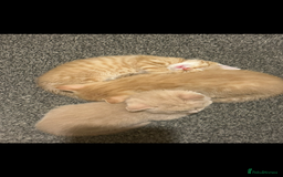 Mixed Breed cats for sale: Beautiful ginger kittens  - Image 11