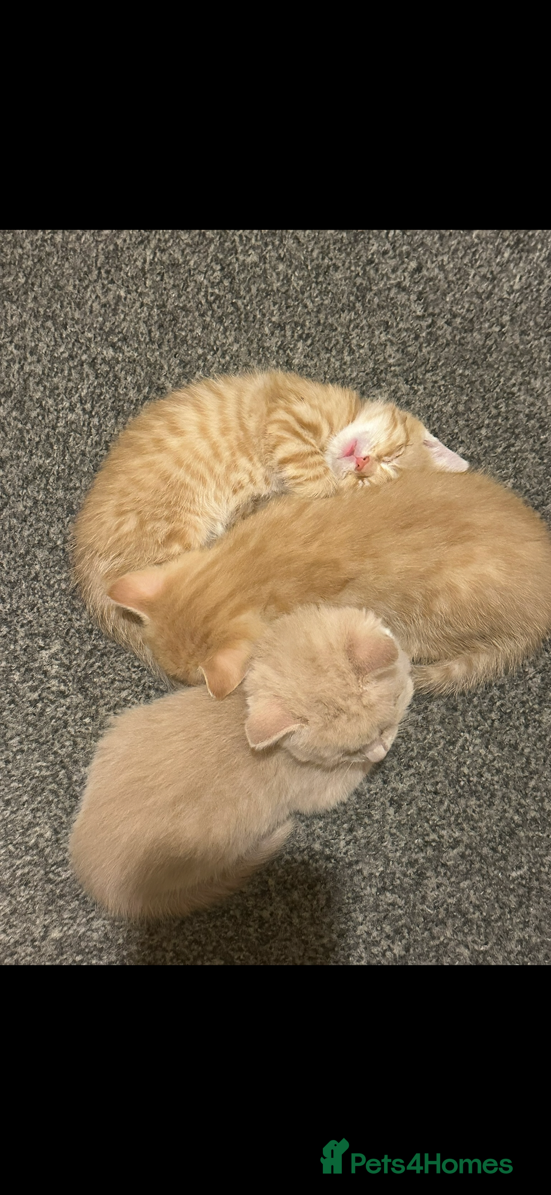 Mixed Breed cats for sale: Beautiful ginger kittens  - Image 11