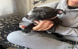 Staffordshire Bull Terrier dogs for sale: Last female Staffy looking for forever home - Image 1