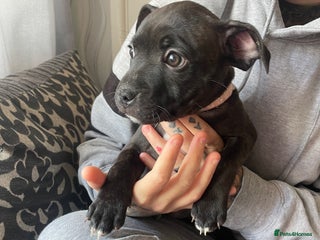 Staffordshire Bull Terrier dogs - Advert 30